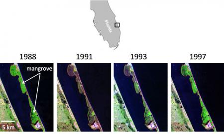 Sensitive to the cold: A very harsh winter in 1989 caused mortality in mangroves and damaged citrus crops. Satellite images show how mangroves rebounded when they were no longer threatened by cold snaps. Credit:&nbsp;Kyle&nbsp;Cavanaugh/James Kellner